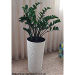 Підвазонник високий Фюжен 22х41,5 15123