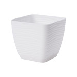 Підвазонник Сахара Петті 19см колор квадрат 1500003 Україна