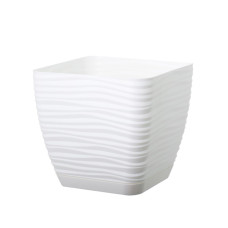 Підвазонник Сахара Петіт 15см квадрат 27833