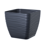 Підвазонник Сахара Петті 17см колор квадрат Україна