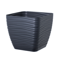 Підвазонник Сахара Петті 17см колор квадрат Україна